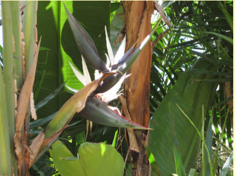 A white bird of paradise in bloom