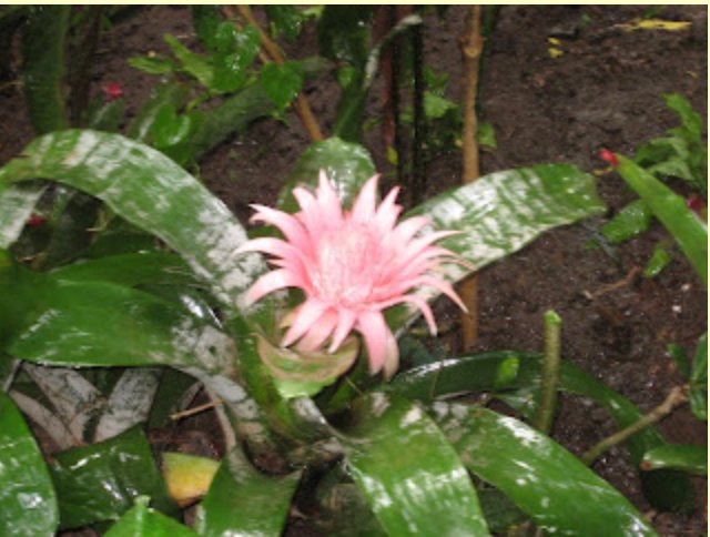 Pink bromeliad bloom