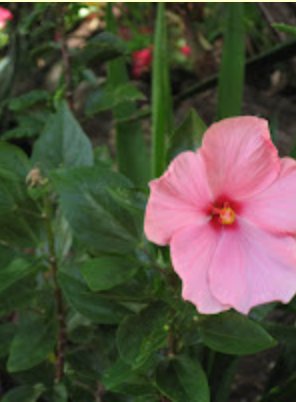 Pink hibiscus bloom