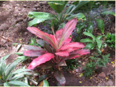 Pink ti plant